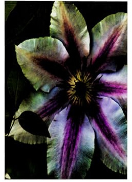 3dRose Clematis Magic Photo Art of a Clematis Flower with Effects 15x22 Hand Towel
