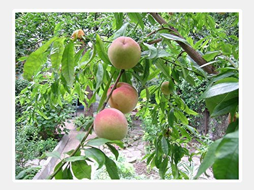1 PIANTA di PESCO VIGNA Bianca Albero da FRUTTO Matura A Settembre con Vendemmia