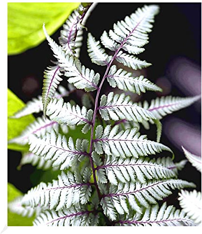 BALDUR Garten Winterharter Schmuck-Farn 'Silver Falls®', 1 Pflanze, Athyrium nipponicum, winterharte Staude, mehrjährig, pflegeleicht, für Standort im Schatten geeignet