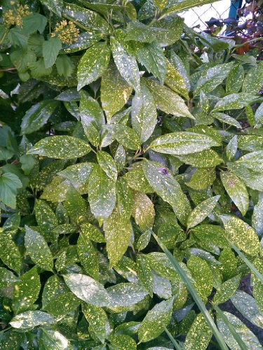 Japanische Goldorange Aucuba japonica Variegata 60-80 cm hoch 10 L Topf