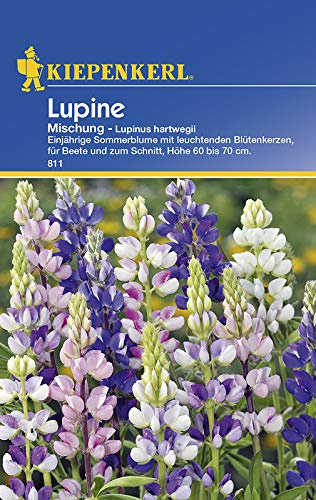 Lupine Mischung von Kiepenkerl