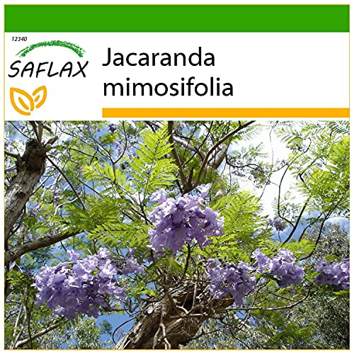 SAFLAX - Palisandro - 50 semillas - Con sustrato estéril para cultivo - Jacaranda mimosifolia