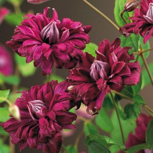 Clematis viticella ‘Purpurea Plena Elegans’ 60–100 cm im 2L-Container – Winterhart, Mehrjährig, Pflegeleicht – Italienische Waldrebe – Kletterpflanze für Pergola & Rankhilfe