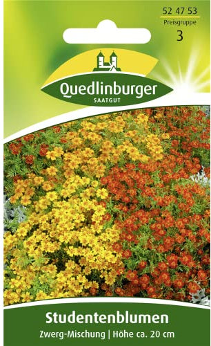 Studentenblume, Zwerg-Mischung