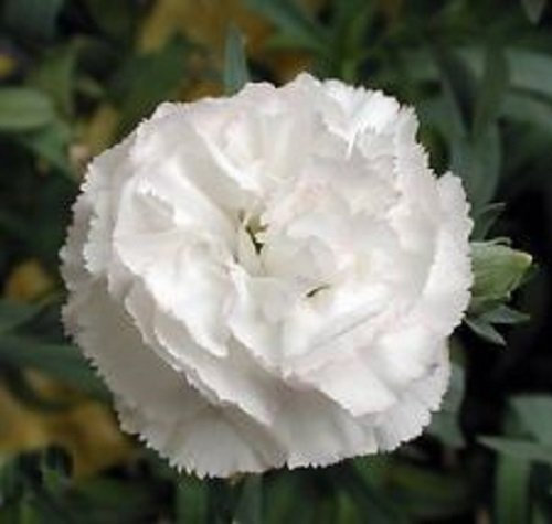 Semi 30+ Bianco Grenadin garofano/Dianthus/Caryophyllus/perenne