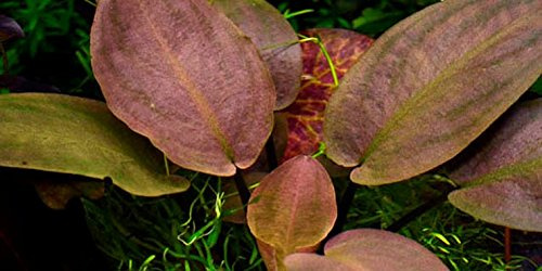 Aquarium Fan Meebolds Lagenandra/Lagenandra meeboldii Red TOP-Rarität