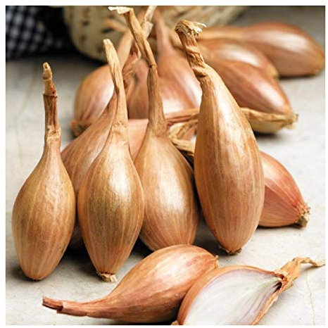 PREMIER SEEDS DIRECT - Shallot - ZEBRUNE - 450 Finest Seeds