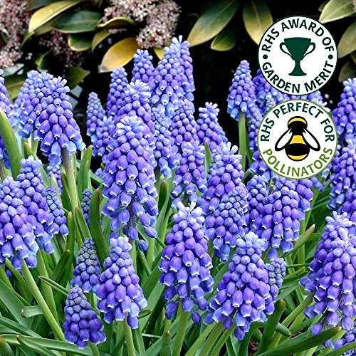 MUSCARI ARMENIACUM Blue Grape Hyacinth Spring Flowering Garden Bulbs (25)