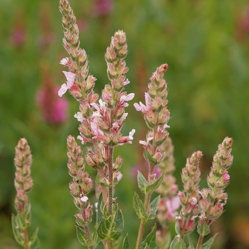 Blumixx Stauden Lythrum salicaria 'Blush' – Rosa Blutweiderich, ideal für Uferbereiche, winterhart & mehrjährig, Bienenfreundliche Pflanze für Teich & Garten