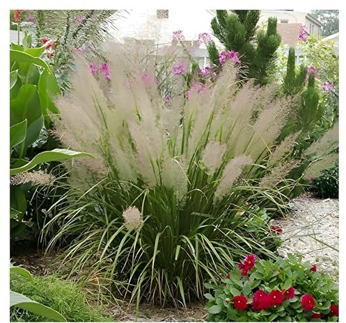 Stauden Gänge 3 x Calamagrostis brachytricha im 1 Liter Topf (Ziergras/Gräser/Winterhart/Mehrjährig) Diamantgras - beeindruckende Blütenpracht - Zarte Federn im sanften Herbstlicht