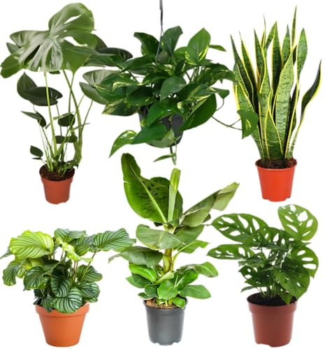 “Exotica” Pflanzenset | 6er-Set | Monstera, Musa, Calathea, Adansonii, Efeutute, Sansevieria | ca. 25-50 cm | Ø 12-15 cm Topf | Exotische Zimmerpflanzen für Wohnung und Büro