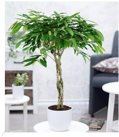 BALDUR Garten 1x Ficus Amstel King mit geflochtenem Stamm ca. 100 cm hoch | Pflanze im 24 cm-Topf, Zimmerpflanze, pflegeleicht, Grünpflanze, mehrjährig - frostfrei halten