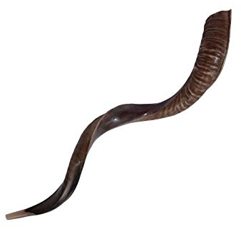 Yemenit Kudu Horn Schofar 71,1-78,7 cm, Koscher hergestellt in Israel.