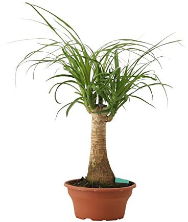 Palmera de Interior Beaucarnea Recurvata ±50cm | Planta Pata Elefante | Nolina Recurvata | Árbol Natural para Decorar el Interior del Hogar