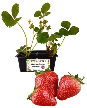 P. Piantine da Orto | Fragola Rifiorente, Kit da 4 piantine, Pianta Pronta per il Trapianto, Pianta Vera da Orto, da Balcone, e da Esterno, Vivaio Italiano