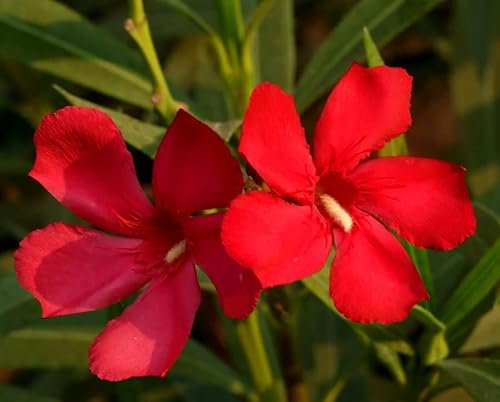 Oleandro Rosso intenso Nerium Oleander pianta in vaso ø9 cm - Vivaio di Castelletto