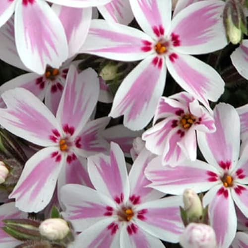 12 unidades o 1 m² Phlox moss 'Candy Stripes' - Phlox Subulata 'Candy Stripes' Maceta 9x9 cm