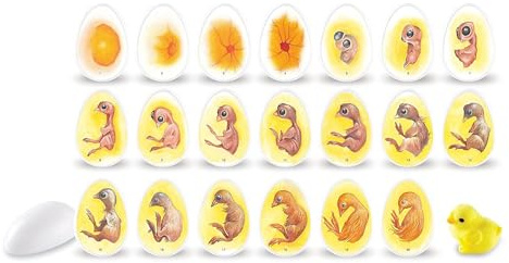 Learning Resources Entdeckerset Chick Life Cycle, Ab 5 Jahren, Lernspiel Vom Ei zum Küken, 21-tägige Entwicklung realistisch beobachten, Spielanleitung inklusive, Kunststoffeier 7 cm