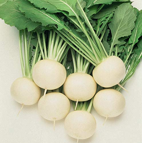 Thompson & Morgan - Vegetables - Turnip Oasis - 250 Seed