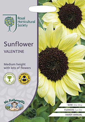 Mr Fothergills - Flower - RHS Sunflower Valentine - 40 Seeds