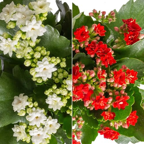Kalanchoe 'Calandiva'®, weiß & rot, Topf-Ø 12 cm, Höhe ca. 20-30 cm, 6er-Set