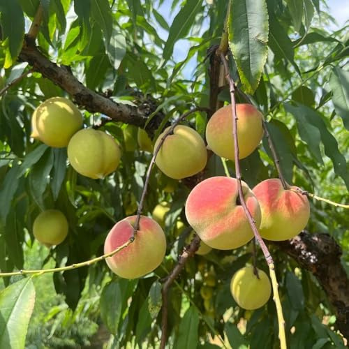12 piezas comprar semillas de melocotonero - de nectarina resistente, semillas jardín interior enanos balcon exóticas
