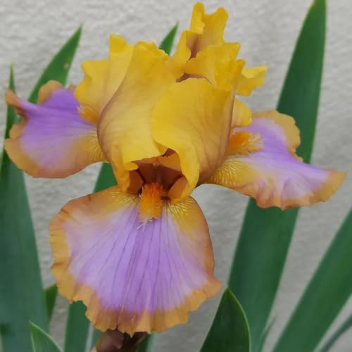 Bulbi di iris perenni resistenti 12pcs