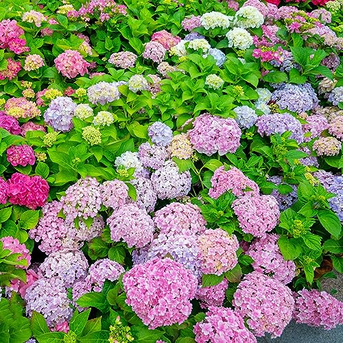hortensien mehrjährige blumensamen gartenpflanze kräuterbeet pflanzendeko frühlingsblumen wildblumensamen herbstaussaat kräutersamen schnittblumen wildkräuter kletterpflanzen 90samen