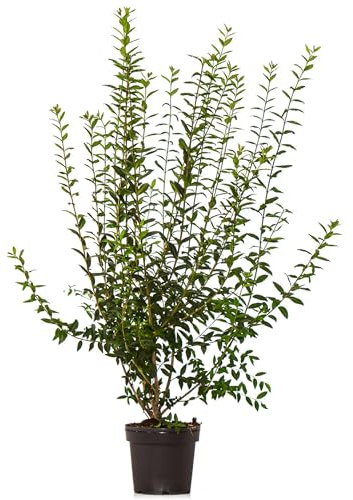 Dehner Gemeiner Liguster, Ligustrum vulgare, für 5 Meter Hecke, je 100-150 cm exkl. Pflanztopf, 15 x 7.5 l Topf, Heckenpflanzen