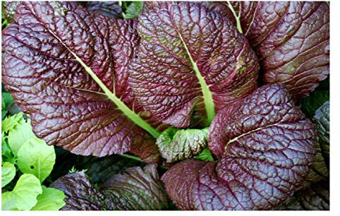 PREMIER SEEDS DIRECT - Mustard - RED Giant - 2 GRAM ~ Approx 1100 Seeds - Organic