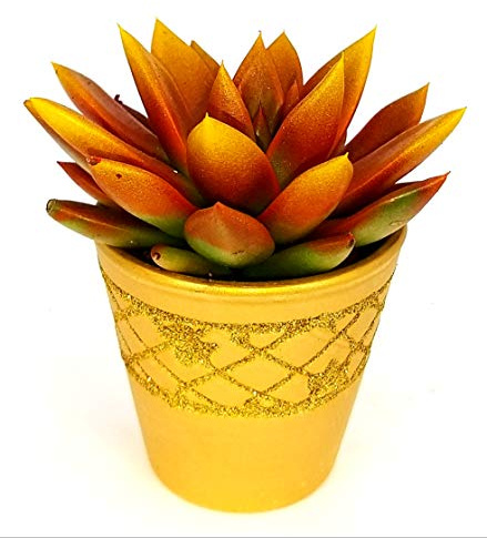 POWERS TO FLOWERS - ECHEVERIA COLORATA MINI, CACTUS COLORATI IN VASO CERAMICA ORO, NATALE, pianta vera