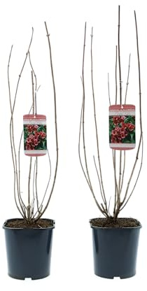 Ziersträucher winterhart - Blütenstrauch Mischung 50–70 cm im 17 cm Topf für farbenreiche Blüte im Frühjahr und Sommer (2, 2 Pflanzen Weigela ‘Bristol Ruby’ (Weigelie))