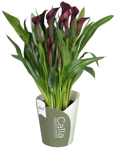 Lirio de Agua Cala Natural Planta de Interior de Aspecto Exótico y Cuidado Fácil
