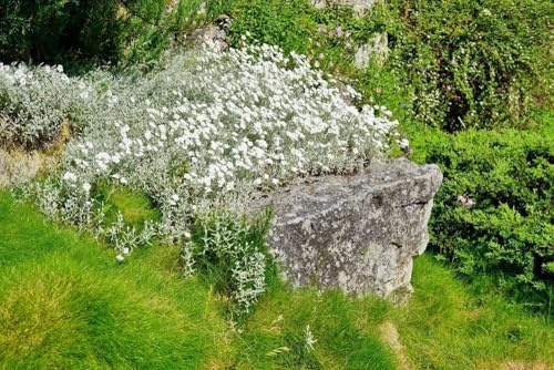 Silber-Hornkraut, (Cerastium Tomentosum) Bodendecker-Hornkraut, Filziges Hornkraut
