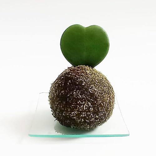 Kokedama Corazón | Kokedama Interior | Bola de Musgo | Planta Natural | Planta Interior | Decoración | Planta estilo Japonés