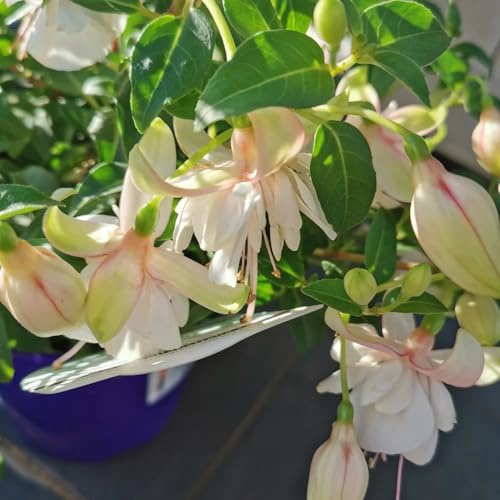 Fuchsien, garten geschenke für frauen Fuchsia hybrida, blumensamen gastgeschenk seltene kaufen balkon 120Samen