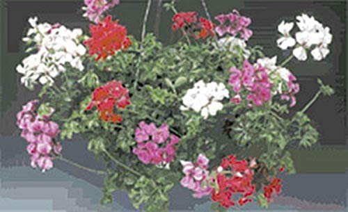 Geranium Ivy Tornado Series Mix Annual Seeds