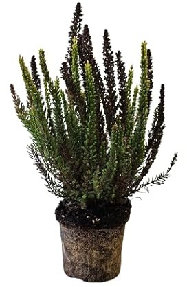 Calluna Natural - Planta de Exterior y Fácil de Cuidar
