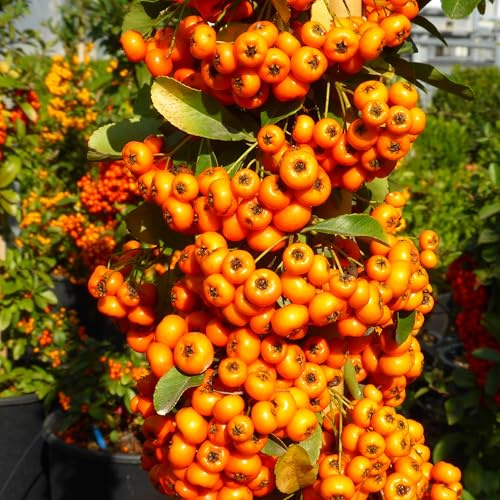 Pyracantha a bacca arancione, 15 piante alte 30/40 cm, vaso 8