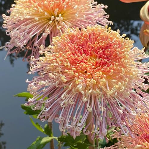 semi di crisantemo resistenti, giardino da balcone per letto rialzato biologici per esterni 50pcs