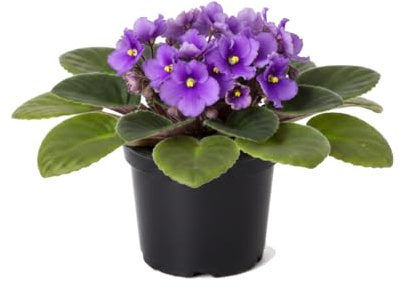 Saintpaulia Ionantha Violeta Africana con Maceta de 12 cm DECOALIVE Altura 20 cm