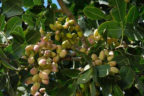 Vero pistacchio (Pistacia vera) frutti commestibili/una pianta femminile