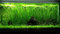 5 to 50 STRAIGHT VALLIS Live Plant for Tropical Aquarium fish tank Vallisneria Spiralis (10)
