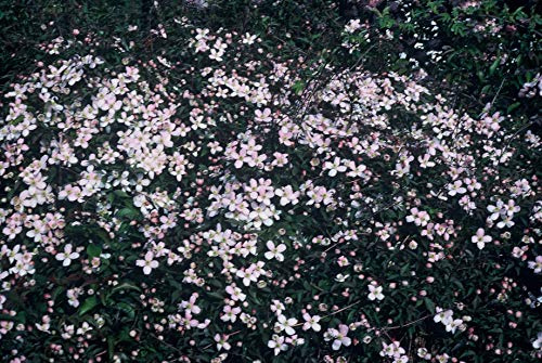 Clématite Pink Perfection Godet