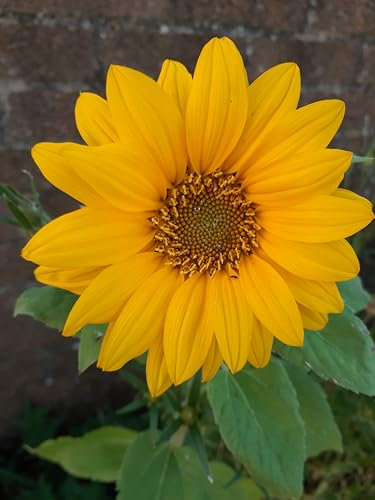 Roselyn Seeds Tall Single Sunflower Seeds | Easy to Grow Giant Sunflower | Garden Plants Loved by Bees & Birds | 5 Grams, Approx. 60 Seeds