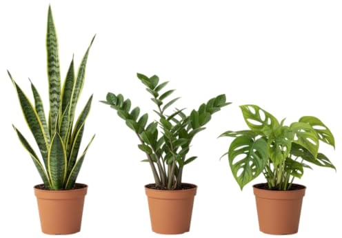 Pack DECOALIVE: Trío de Plantas Naturales de Interior — Sansevieria, Zamioculcas y Monstera Adansonii Plantas Purificadoras del Aire y de Fácil Mantenimiento