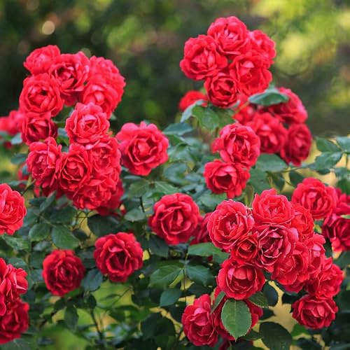 Gartenrose Rosa The Fairy Rot 3er Set – winterhart | reichblühend rot bis rosarot, 12cm Höhe 20-25cm