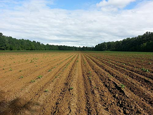 Home Comforts Soil Food Seed Farming Sowing Seedlings-20 Inch By 30 Inch Laminated Poster With Bright Colors And Vivid Imagery-Fits Perfectly In Many Attractive Frames