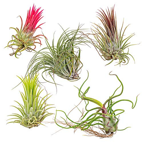 Bloomique - 5er Mix - Tillandsia - Tillandsien - Luftpflanzen Echt - Sehr Pflegeleicht - Höhe 5-15 cm
