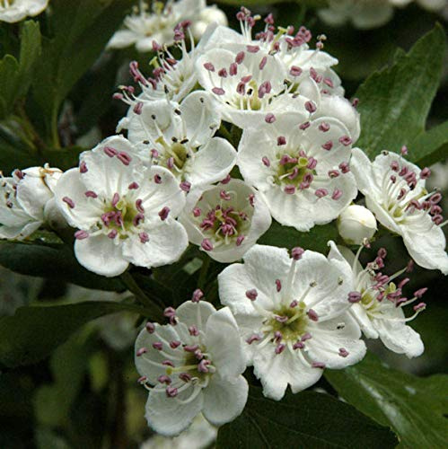Eingriffeliger Weißdorn 40-60cm - Crataegus monogyna - lebende Gartenpflanze aus den Baumschulen